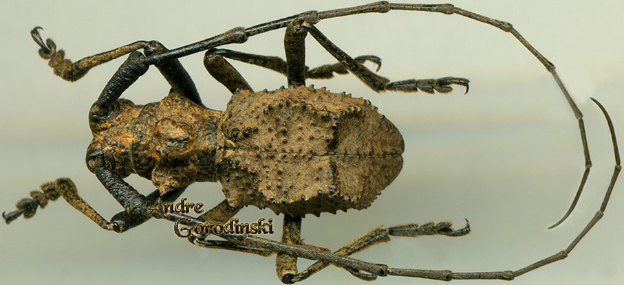 http://www.gorodinski.ru/cerambyx/Morimospasma paradoxum.jpg